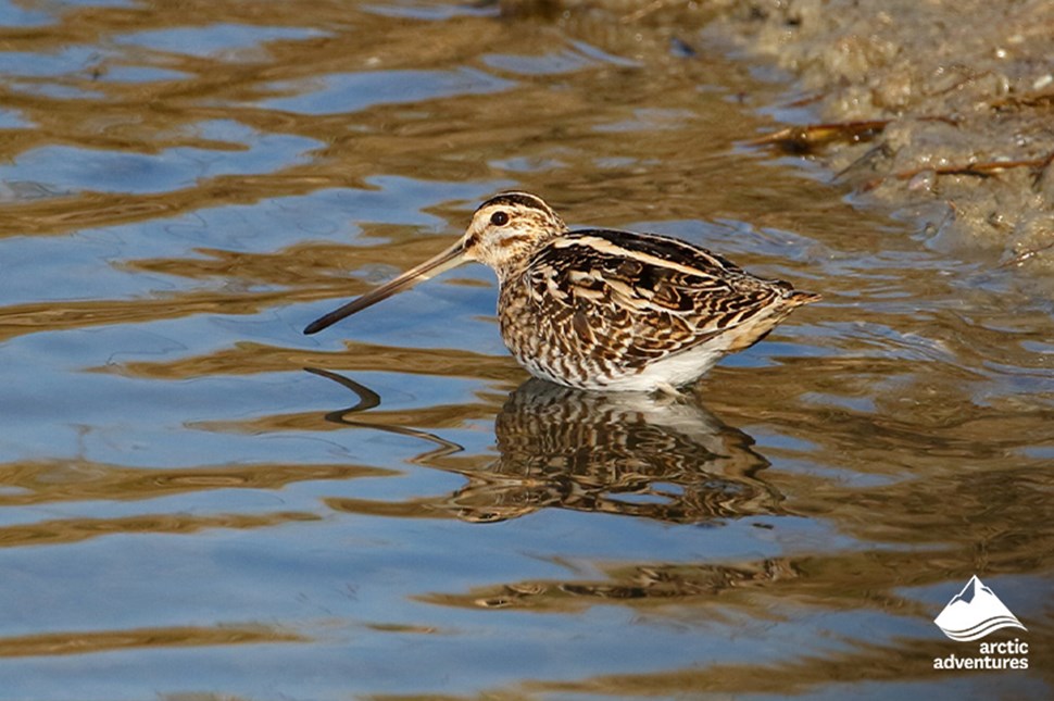 Common Snipe in Iceland