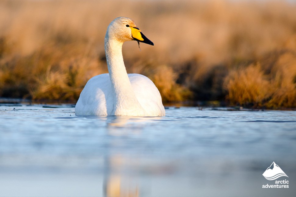 Whooper Swan on a lake in Iceland