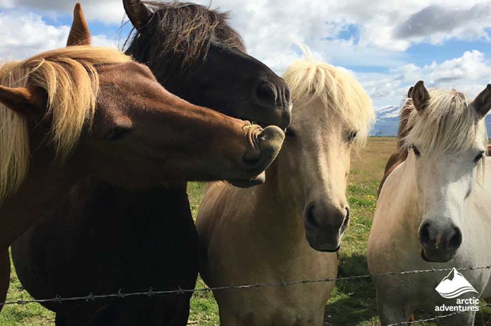 Beautiful Icelandic horses in different colors