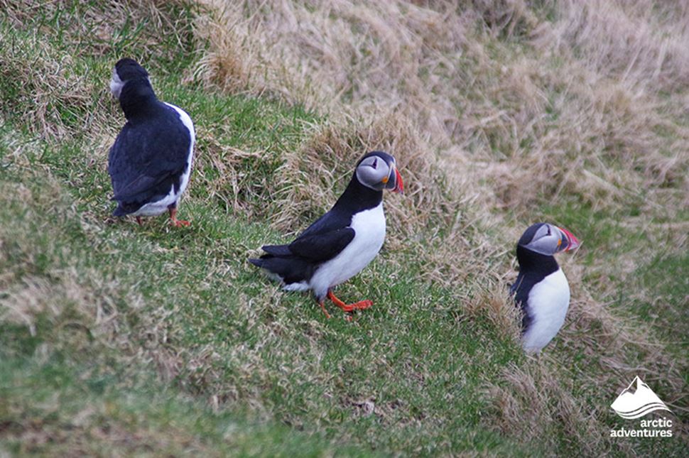 Puffins on Cliff in Westman Islands