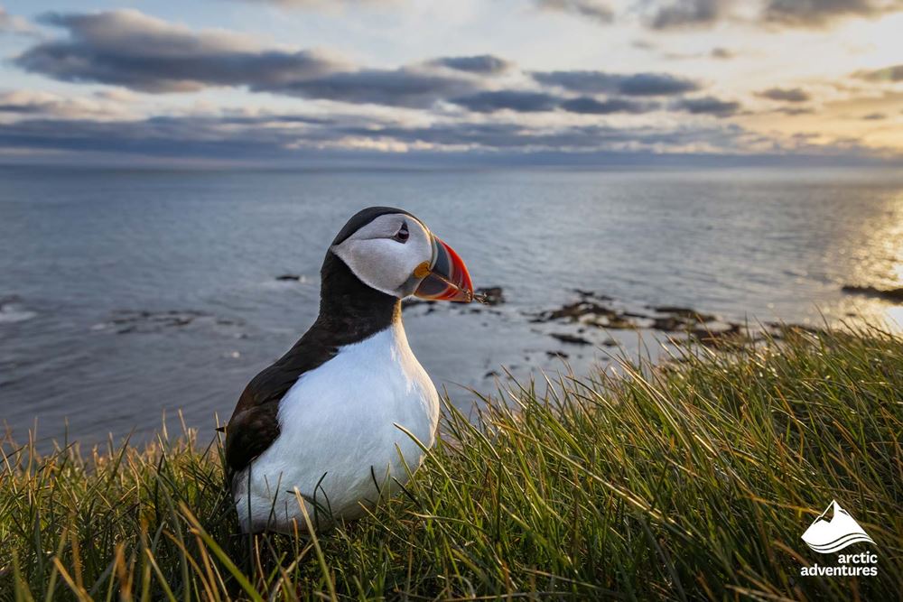 Puffin Sitting by Seashore