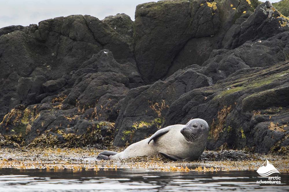 Seal Laying by Seashore