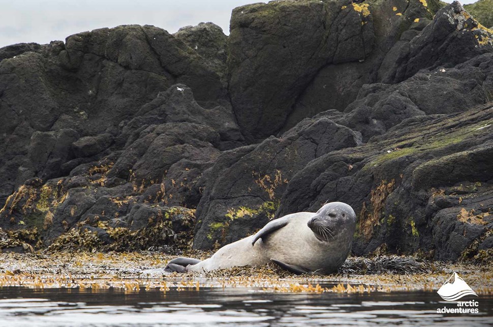 Seal Laying by Seashore in Iceland