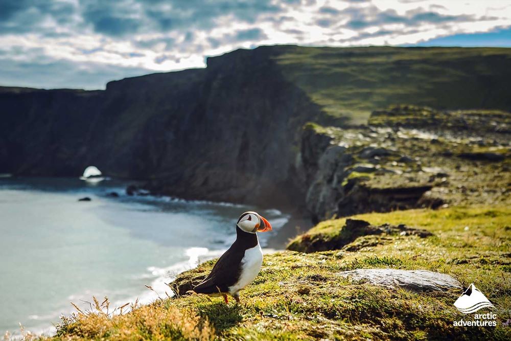 Puffin Sitting by Cliff