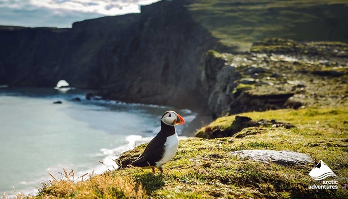 Puffin Sitting by Cliff in Iceland