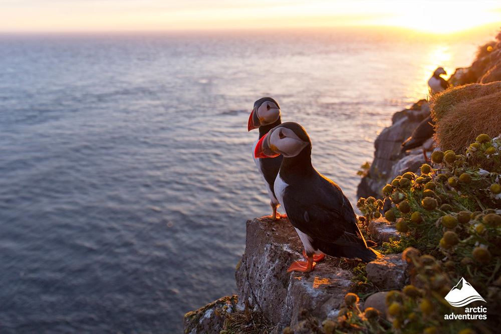 Two Puffins Sitting on Cliff