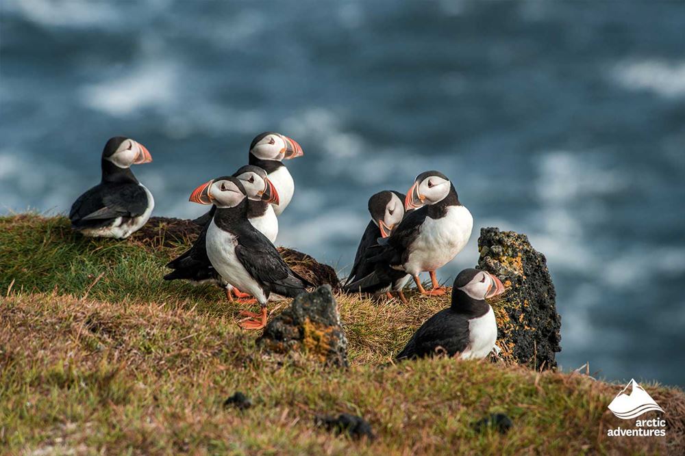 Family of Puffins by Seashore