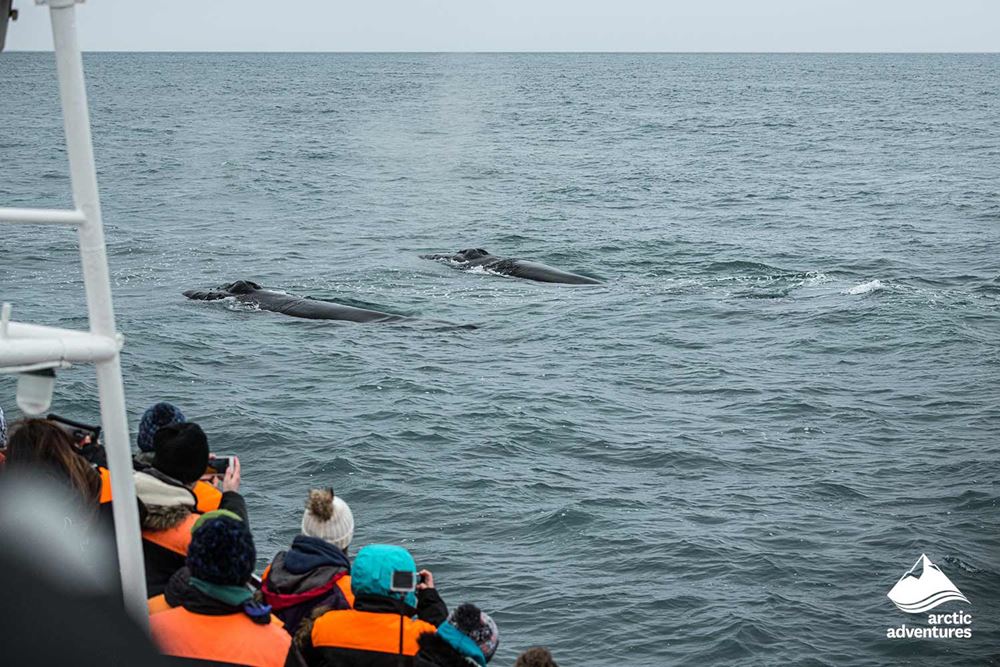 Whale Watching Tour in Husavik