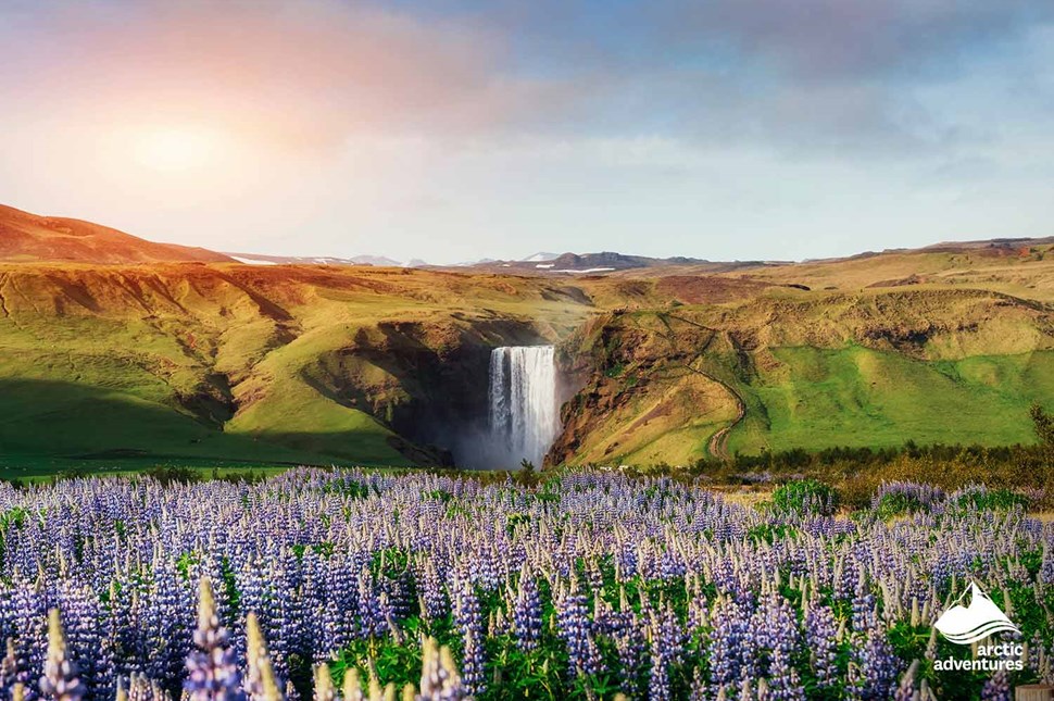 Skogafoss Waterfall and Lupines in Spring
