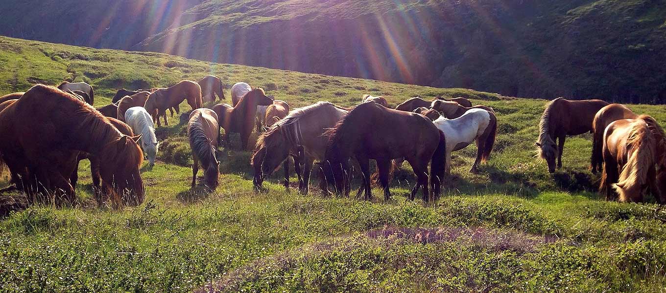 Horse Riding in East Iceland