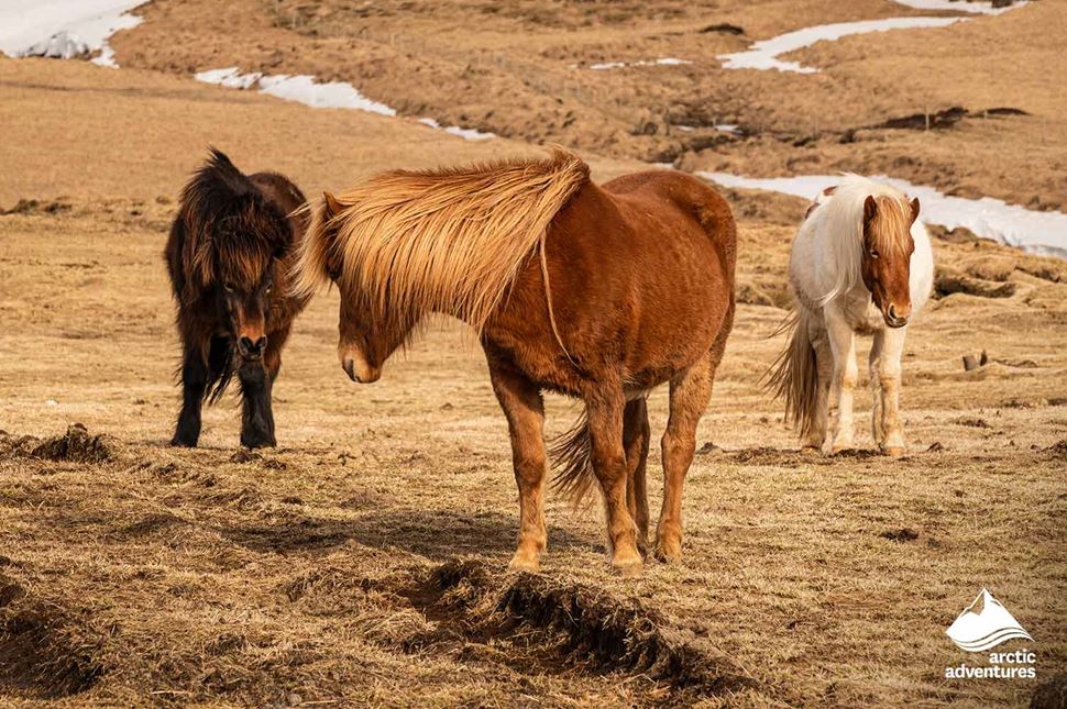 best iceland horse riding tour