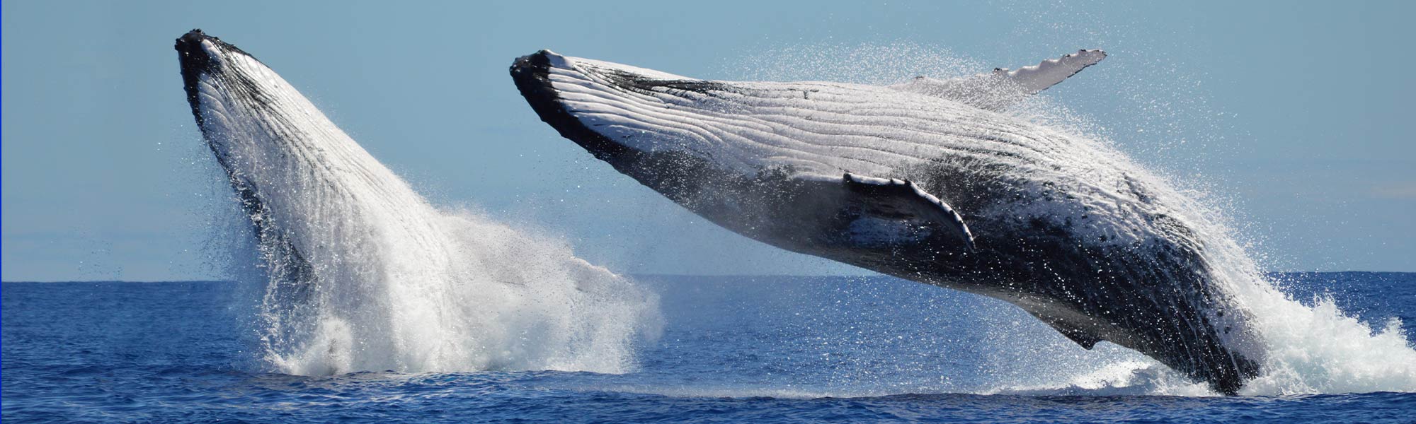 Discover more than 144 best blue whale watching - vietkidsiq.edu.vn