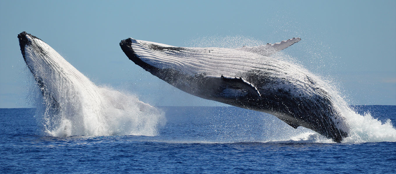 A Guide to Humpback Whales in Iceland