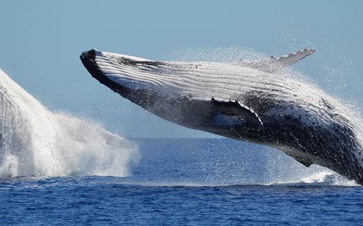 A Guide to Humpback Whales in Iceland