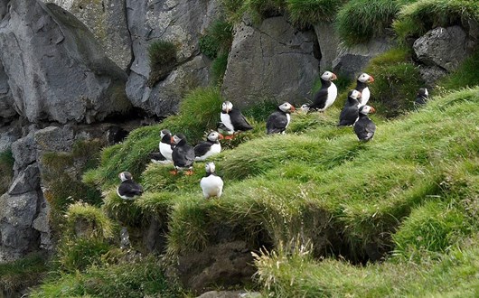 Best Time and Place to See Puffins in Iceland