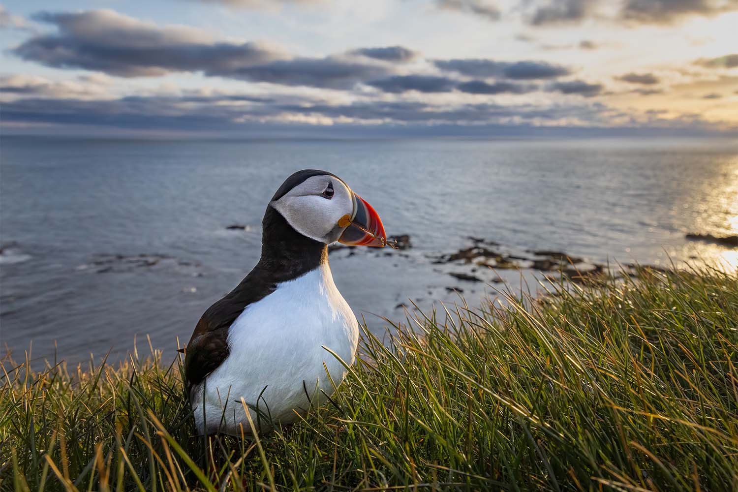 CA Card - Puffin Sunset