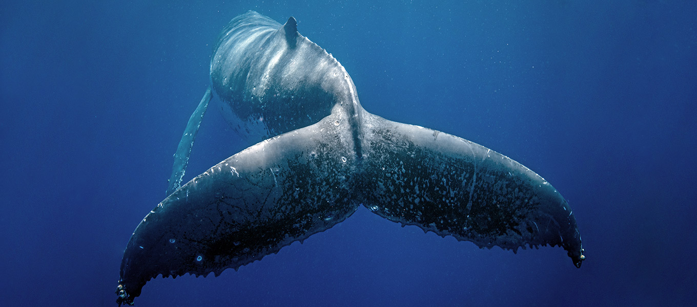 Everything You Need to Know About Blue Whales in Iceland