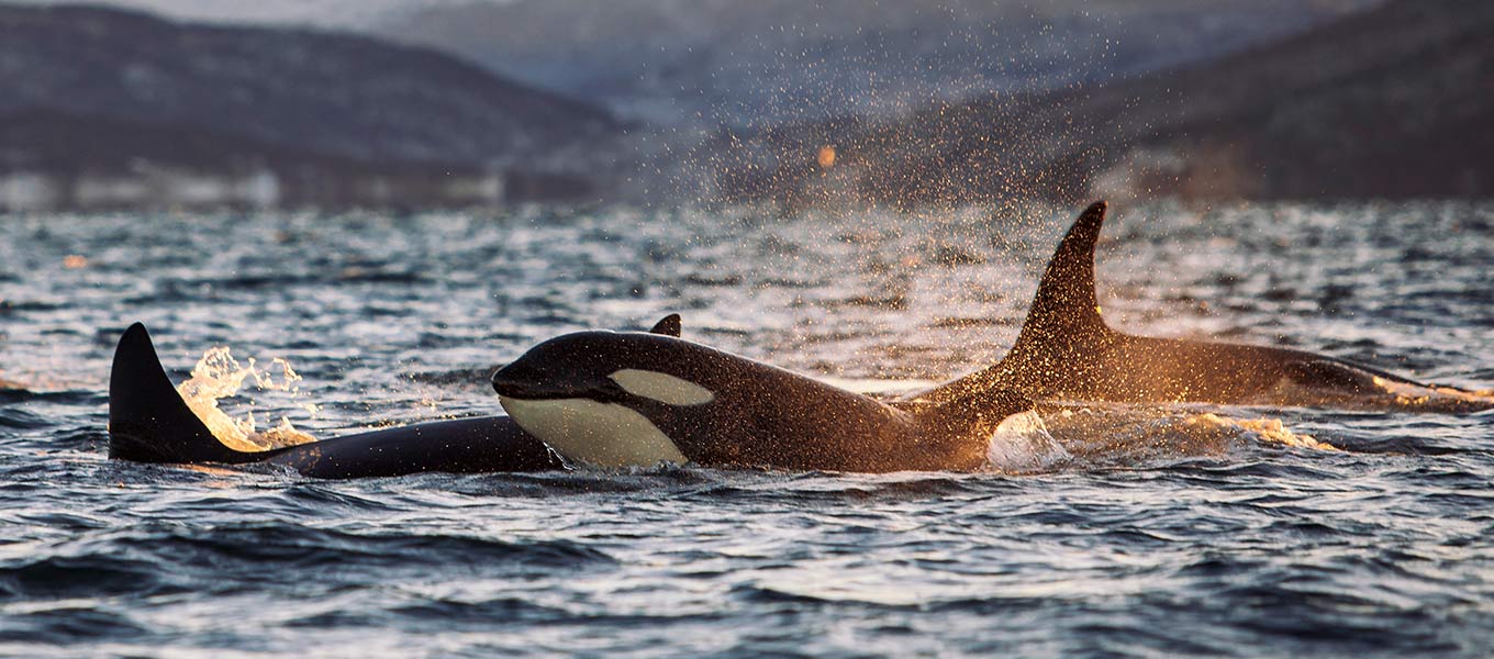 Orcas in Iceland: When and Where to See Them