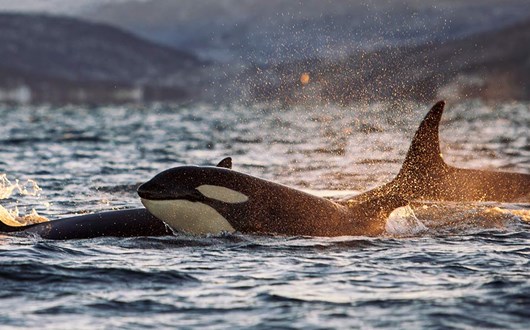 Orcas in Iceland: When and Where to See Them
