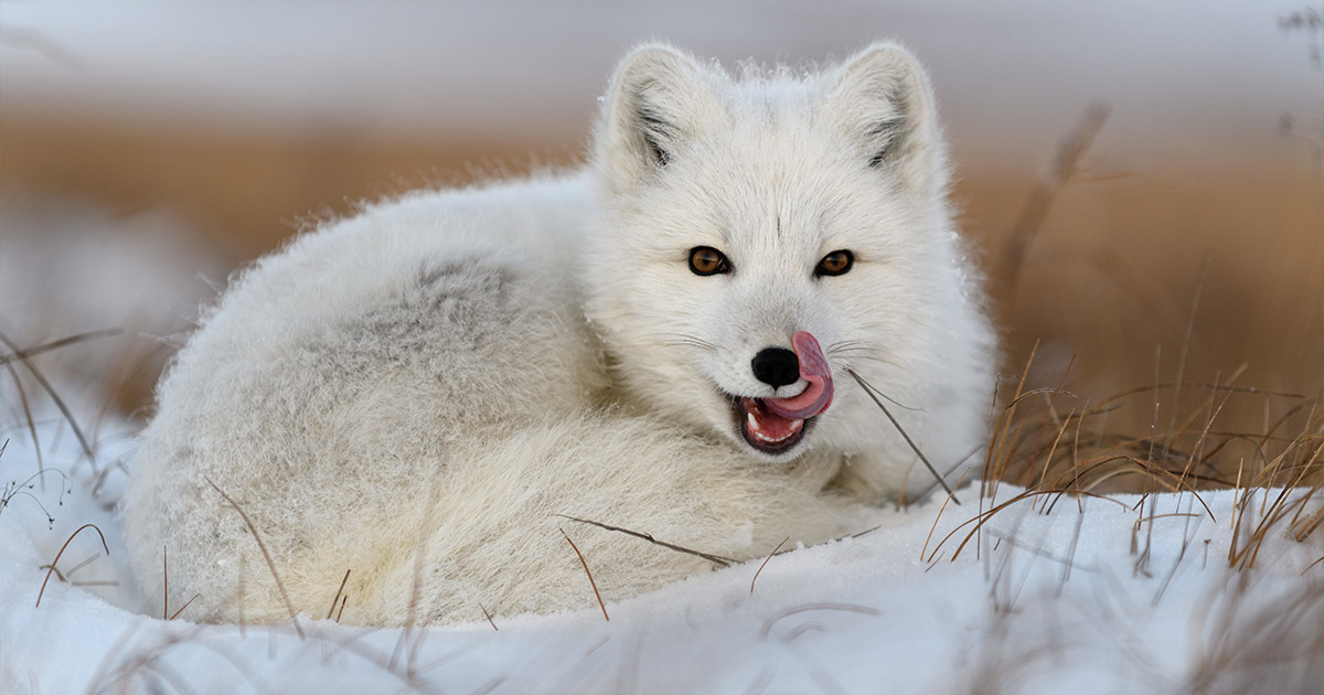 Your Guide to Arctic Foxes in Iceland