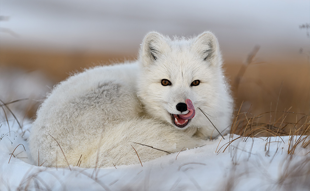 Your Guide to Seeing Arctic Foxes in Iceland
