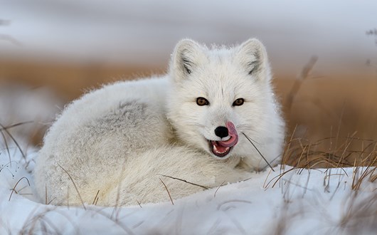 Your Guide to Seeing Arctic Foxes in Iceland