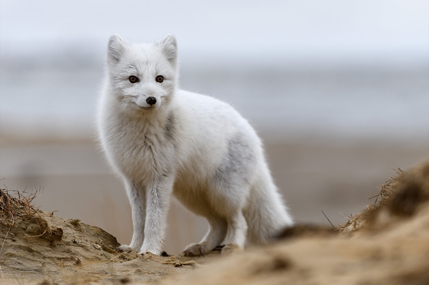 Your Guide to Arctic Foxes in Iceland