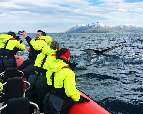Wale beobachten ab Dalvík im Schnellboot beobachten