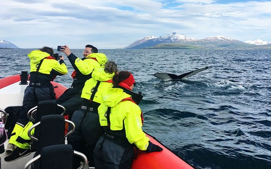 Wale beobachten ab Dalvík im Schnellboot beobachten