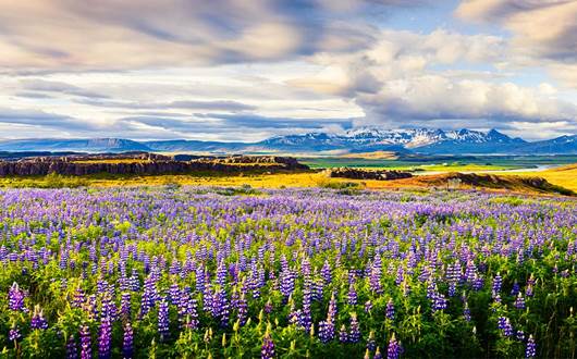 SUMMER IN ICELAND: YOUR VERY OWN TRAVEL GUIDE