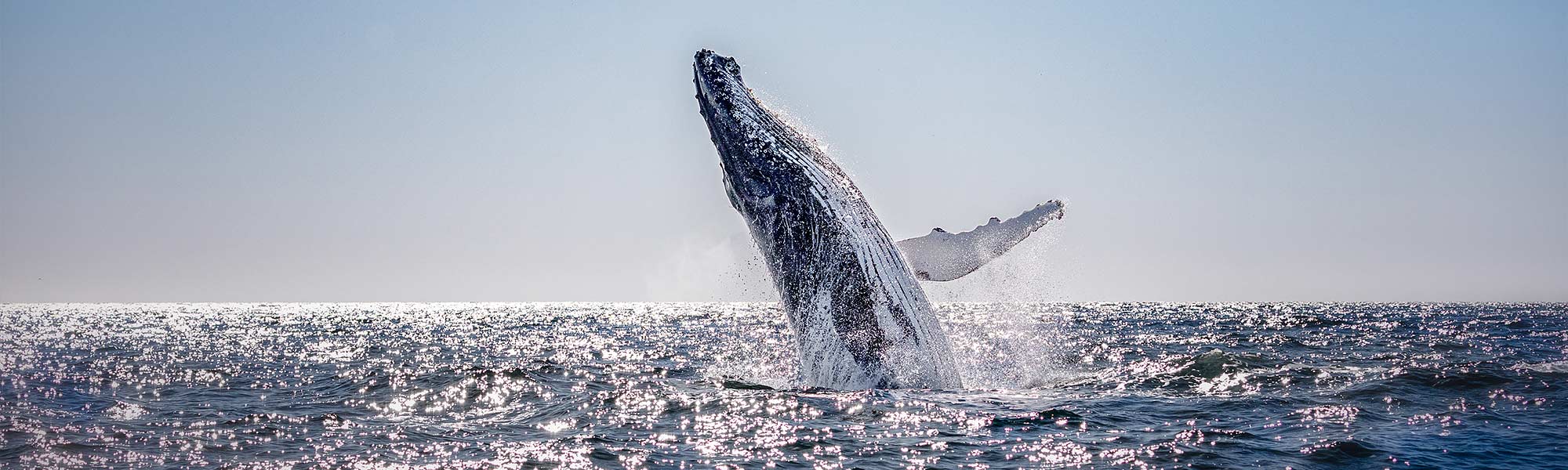 Best Time for Whale Watching in Iceland Arctic Adventures