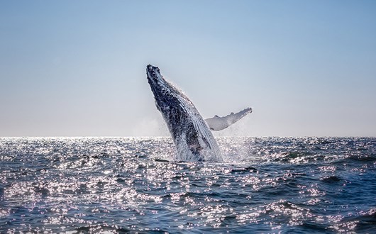 Best Time for Whale Watching in Iceland