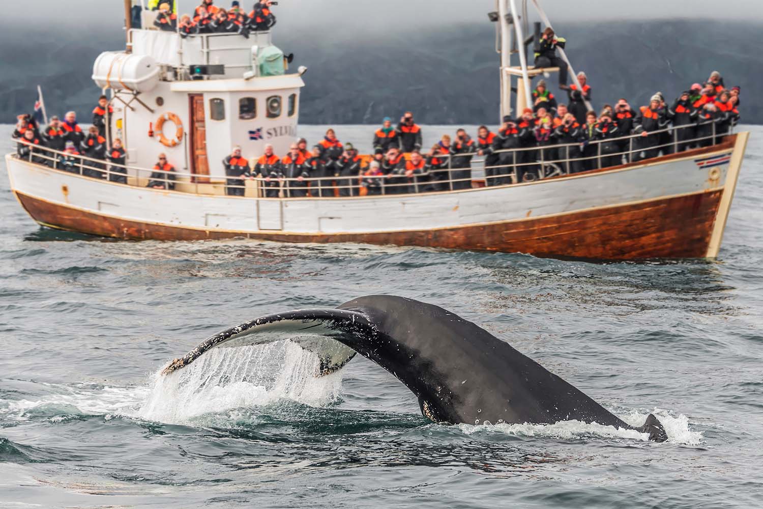 Best Time for Whale Watching in Iceland Arctic Adventures
