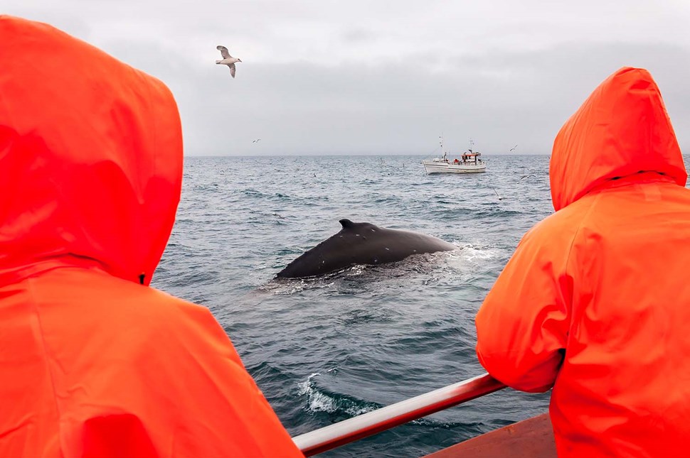 Dressing Appropriately for Whale Watching in Iceland