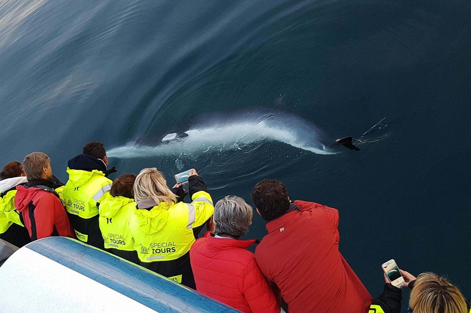 Boat Excursions for Whale Watching in Iceland