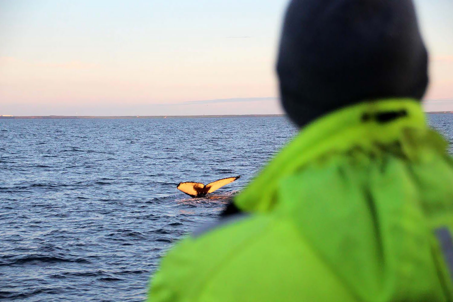 Whale Watching Clothes in Iceland
