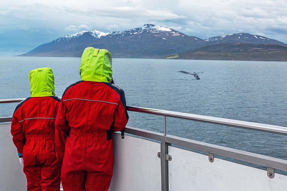  Observing Whales from Icelandic Boat Tours