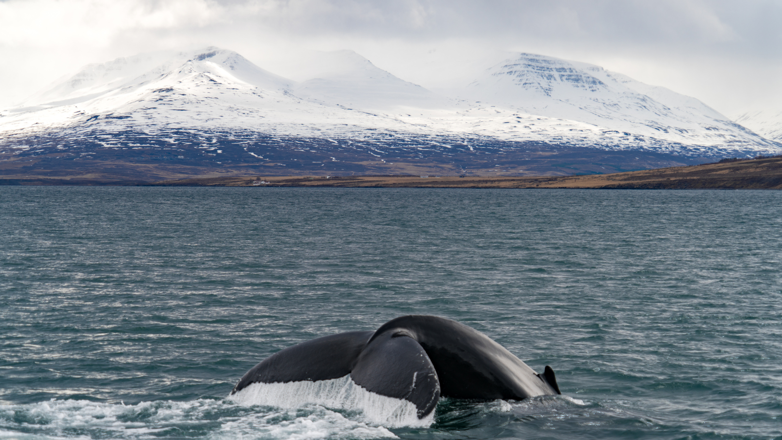 Whale Watching in Iceland
