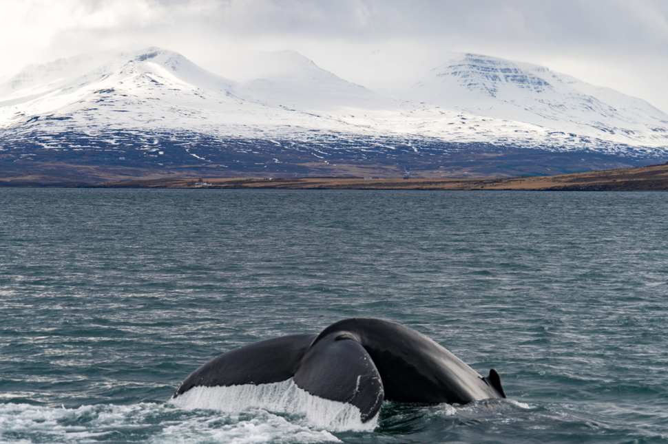 Whale Watching in Iceland