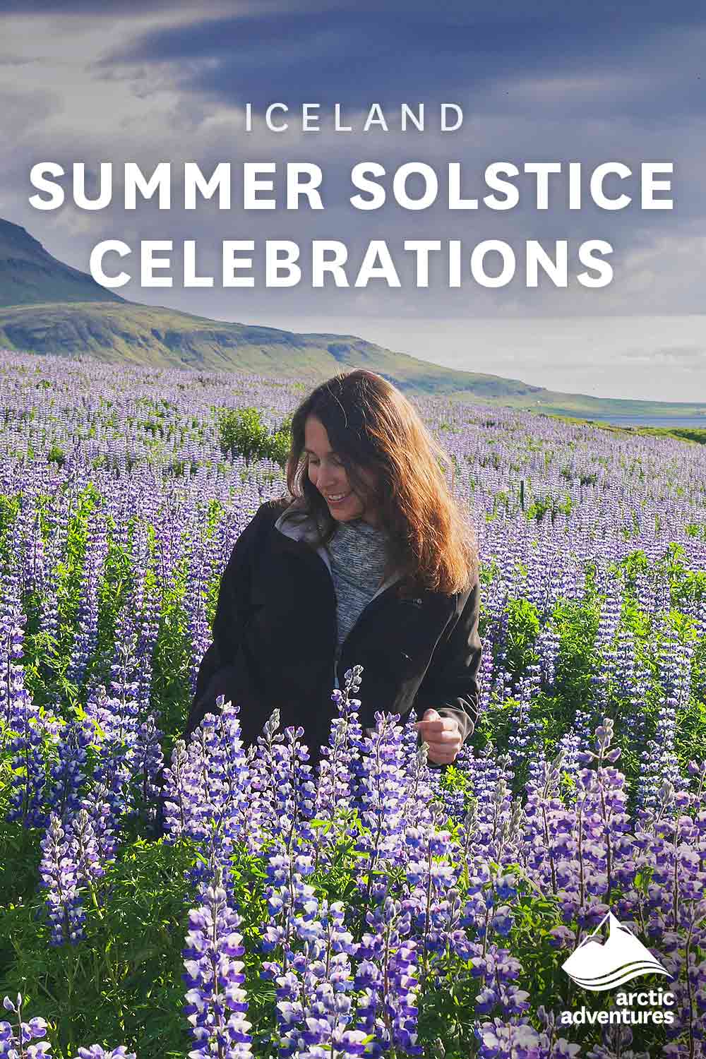 Blooming of Lupins in Iceland