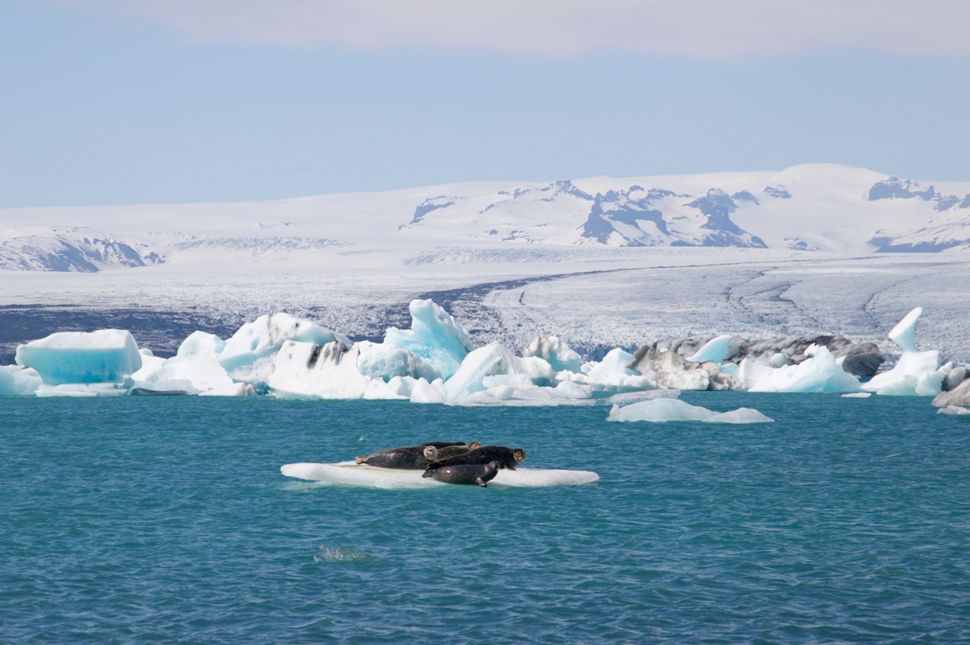 Sunbathing Seals on Iceberg In Jokulsarlon Glacier Lagoon Iceland 