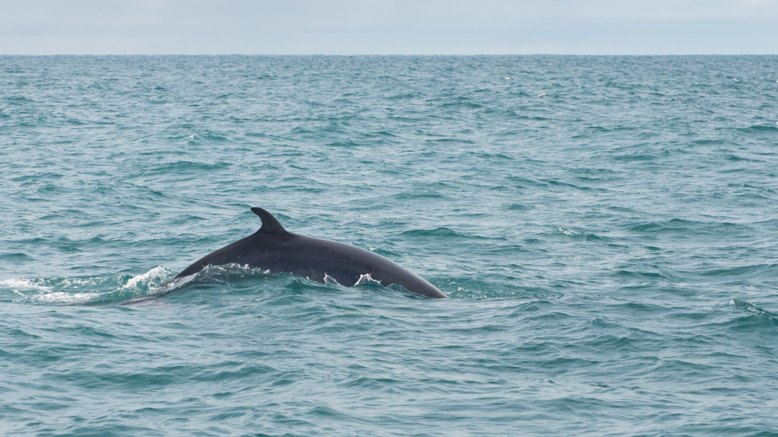All About Iceland's Minke Whales Arctic Adventures