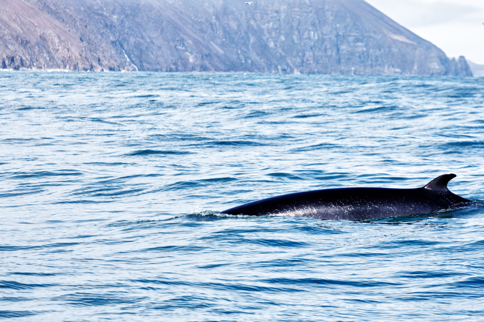 Minke Whale Breaching The Surface Of The Water With Iceland’s Coastline Behind 