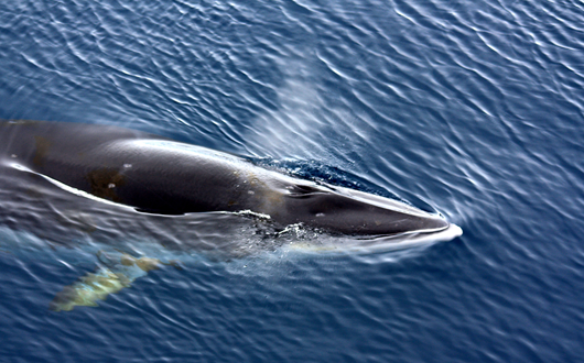 All About Iceland's Minke Whales
