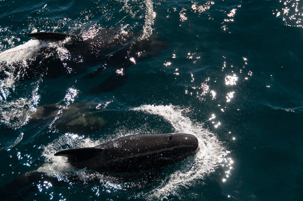 Long-finned Pilot Whales Whale Species in Iceland