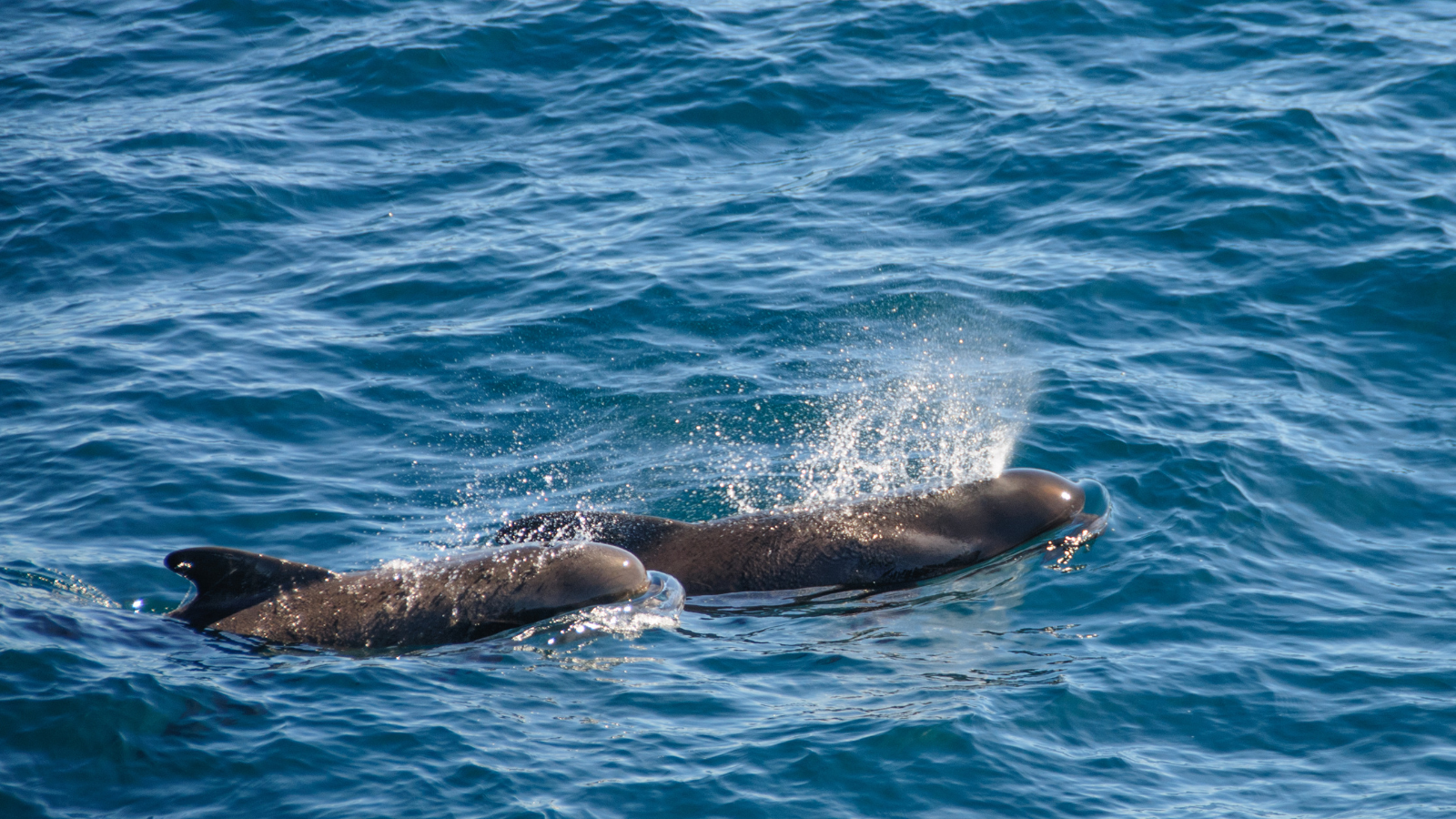 Two Long-Finned Pilot Whales Swimming Side by Side in Iceland