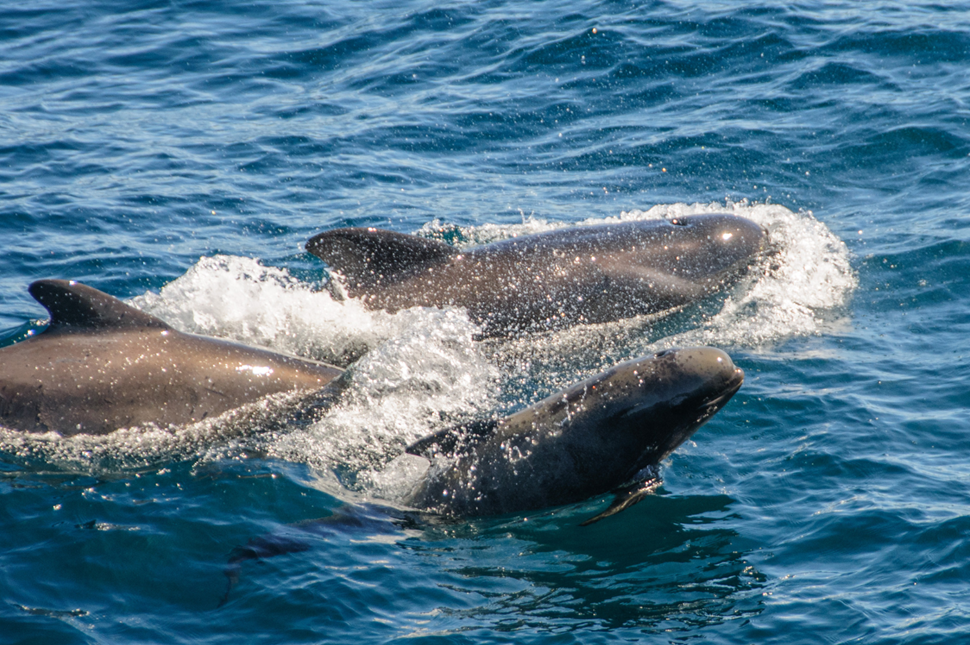 Two Adult Pilot Whales Swimming Next To An Infant Breaching The Water