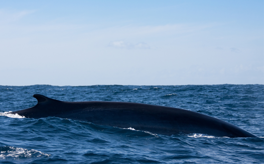 Discover Iceland's Fin Whale