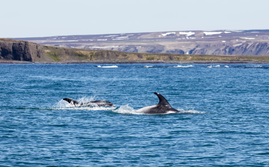 Get to Know the Dolphins in Iceland