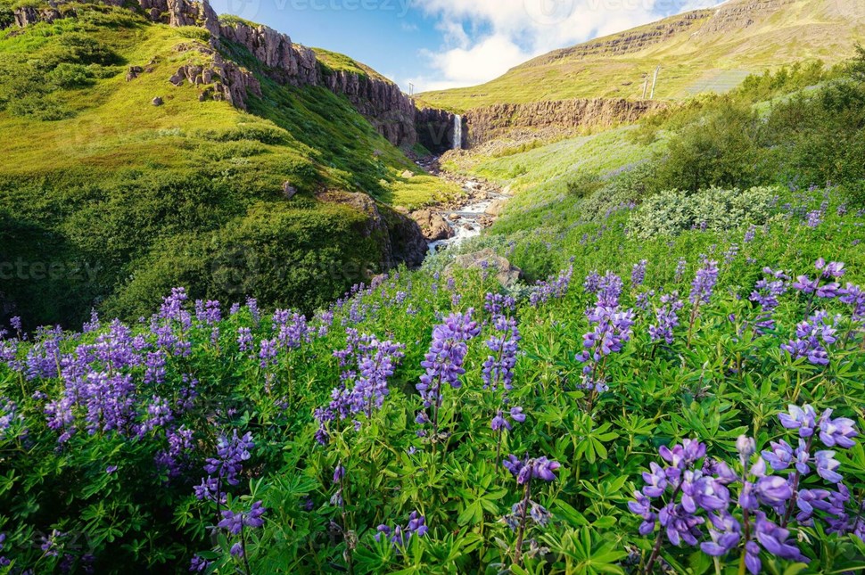 Lush green hillside dotted with vibrant purple flowers and cascading stream amidst rocky cliffs